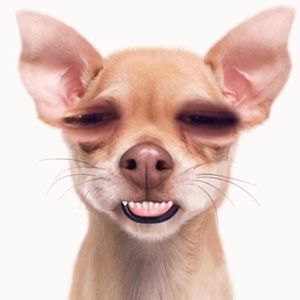 Meet your Posher, Dan